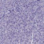 Immunohistochemical staining of human pancreas shows no positivity in exocrine glandular cells as expected.