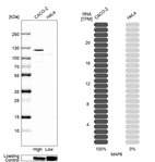 Western blot analysis in human cell line CACO-2 and human cell line HeLa.