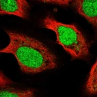 Immunofluorescent staining of human cell line U-2 OS shows localization to nucleus.