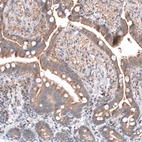 Immunohistochemical staining of human small intestine shows moderate cytoplasmic positivity in glandular cells.