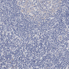 Immunohistochemical staining of human tonsil shows no positivity in non-germinal center cells as expected.
