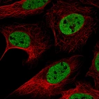 Immunofluorescence staining in U2OS cell line with Anti-HNRNPC monoclonal antibody, showing distinct nuclear (without nucleoli) staining in green. Microtubule- and nuclear probes are visualized in red and blue respectively (where available).