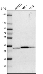 Western blot analysis in mouse cell line NIH-3T3, rat cell line NBT-II and rat cell line pC12.