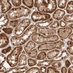 Immunohistochemical staining of human kidney shows strong nuclear and cytoplasmic positivity in cells in tubules.