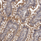 Immunohistochemical staining of human small intestine shows strong membranous positivity in glandular cells.
