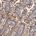 Immunohistochemical staining of human small intestine shows strong membranous positivity in glandular cells.