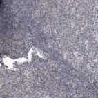 Immunohistochemical staining of human tonsil shows no positivity in non-germinal center cells as expected.