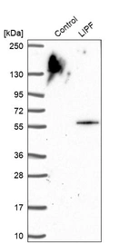 Western blot analysis in control (vector only transfected HEK293T lysate) and LIPF over-expression lysate (Co-expressed with a C-terminal myc-DDK tag (~3.1 kDa) in mammalian HEK293T cells, LY401348).