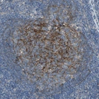 Immunohistochemical staining of human lymph node shows strong membranous positivity in germinal center cells.