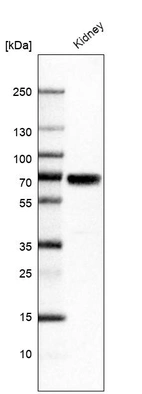 Western blot analysis in human kidney tissue.
