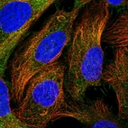 Immunofluorescent staining of human cell line U-2 OS shows localization to plasma membrane & cytosol.