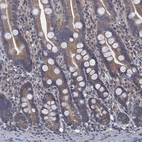 Immunohistochemical staining of human small intestine shows moderate cytoplasmic positivity in glandular cells.