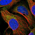 Immunofluorescent staining of human cell line U-2 OS shows positivity in cytoplasm & mitochondria.