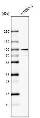 Western blot analysis in human cell line NTERA-2.