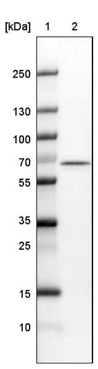 Lane 1: Marker [kDa]_br/_Lane 2:Human cell line U-251 MG