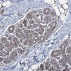 Immunohistochemical staining of human breast shows strong membranous positivity in glandular cells.