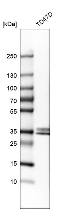 Western blot analysis in human cell line TD47D.