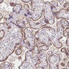 Immunohistochemical staining of human placenta shows strong cytoplasmic granular positivity in trophoblastic cells.