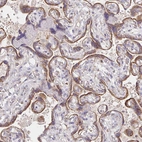 Immunohistochemical staining of human placenta shows strong cytoplasmic granular positivity in trophoblastic cells.