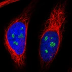 Immunofluorescence staining in HeLa cell line with Anti-NOP56 monoclonal antibody, showing nucleoli-specific staining in green. Microtubule- and nuclear probes are visualized in red and blue respectively (where available).
