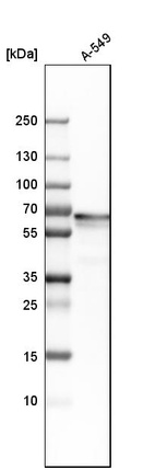 Western blot analysis in human cell line A-549.