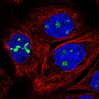 Immunofluorescence staining in A431 cell line with Anti-NOP56 monoclonal antibody, showing nucleoli-specific staining in green. Microtubule- and nuclear probes are visualized in red and blue respectively (where available).