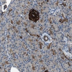 Immunohistochemical staining of human pancreas shows strong cytoplasmic positivity in islets of Langerhans.