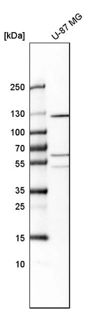 Western blot analysis in human cell line U-87 MG.