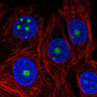 Immunofluorescence staining in MCF7 cell line with Anti-NOP56 monoclonal antibody, showing nucleoli-specific staining in green. Microtubule- and nuclear probes are visualized in red and blue respectively (where available).
