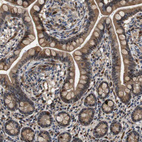 Immunohistochemical staining of human small intestine shows moderate cytoplasmic positivity in glandular cells.