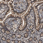 Immunohistochemical staining of human small intestine shows moderate cytoplasmic positivity in glandular cells.