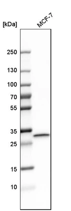Western blot analysis in human cell line MCF-7.