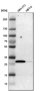 Western blot analysis in mouse cell line NIH-3T3 and rat cell line NBT-II.