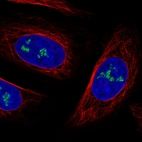 Immunofluorescence staining in U2OS cell line with Anti-NOP56 monoclonal antibody, showing nucleoli-specific staining in green. Microtubule- and nuclear probes are visualized in red and blue respectively (where available).
