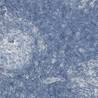 Immunohistochemical staining of human lymph node shows no positivity in non-germinal center cells as expected.