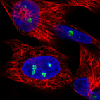 Immunofluorescence staining in U251 cell line with Anti-NOP56 monoclonal antibody, showing nucleoli-specific staining in green. Microtubule- and nuclear probes are visualized in red and blue respectively (where available).