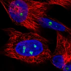 Immunofluorescence staining in U251 cell line with Anti-NOP56 monoclonal antibody, showing nucleoli-specific staining in green. Microtubule- and nuclear probes are visualized in red and blue respectively (where available).