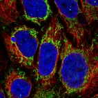 Immunofluorescent staining of human cell line CACO-2 shows localization to mitochondria.