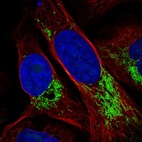 Immunofluorescent staining of human cell line U-2 OS shows localization to nucleoli & mitochondria.