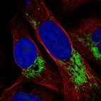 Immunofluorescent staining of human cell line U-2 OS shows localization to nucleoli & mitochondria.