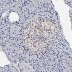 Immunohistochemical staining of human pancreas shows moderate membranous positivity in islets of Langerhans.