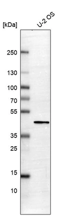 Western blot analysis in human cell line U-2 OS.