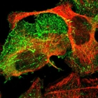 Immunofluorescent staining of human cell line U-2 OS shows localization to actin filaments & focal adhesion sites.
