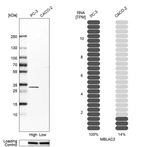 Western blot analysis in human cell lines PC-3 and Caco-2 using Anti-MBLAC2 antibody. Corresponding MBLAC2 RNA-seq data are presented for the same cell lines. Loading control: Anti-HSP90B1.