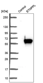 Western blot analysis in control (vector only transfected HEK293T lysate) and ETNPPL over-expression lysate (Co-expressed with a C-terminal myc-DDK tag (~3.1 kDa) in mammalian HEK293T cells, LY410615).