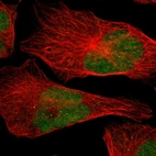 Immunofluorescent staining of human cell line U-2 OS shows localization to nucleus.