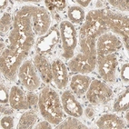 Immunohistochemical staining of human kidney shows moderate cytoplasmic positivity in cells in tubules.