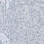 Immunohistochemical staining of human pancreas shows no cytoplasmic positivity in exocrine glandular cells as expected.