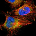 Immunofluorescent staining of human cell line U-251 MG shows localization to nucleoplasm & cytosol.