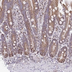 Immunohistochemical staining of human duodenum shows strong cytoplasmic granular positivity in glandular cells.